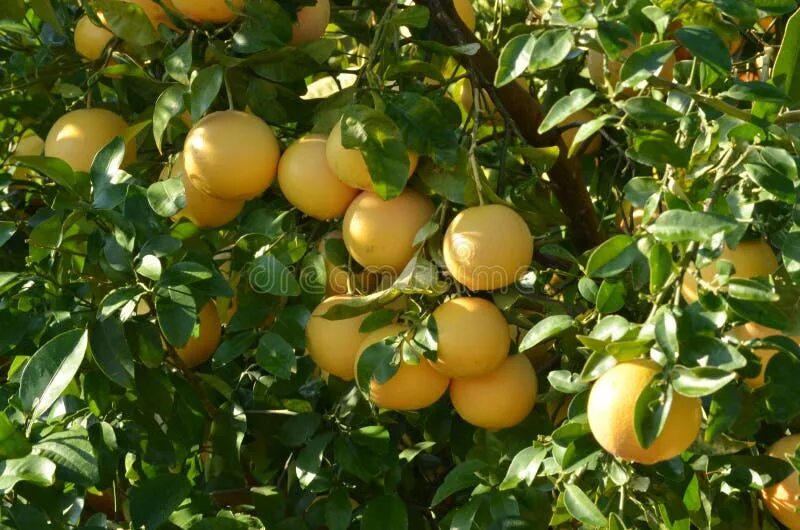 Гроздья грейпфрута. Дерево помело с плодами. Грейпфрут саженец. Грейпфрут гроздь. Грейпфрут куст.