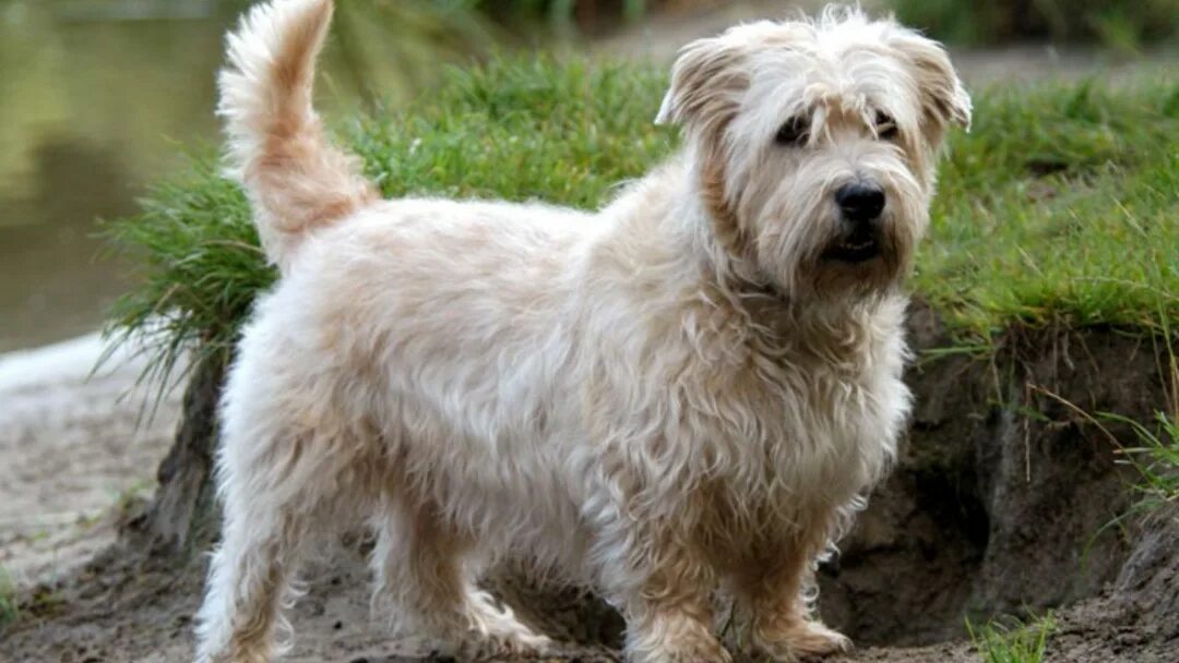 Порода глен оф имаал терьер. Глен оф имаал терьер щенки. Глен оф имаал терьер терьеры. Глен оф имаал терьер. Груминг глен оф имаал терьер.