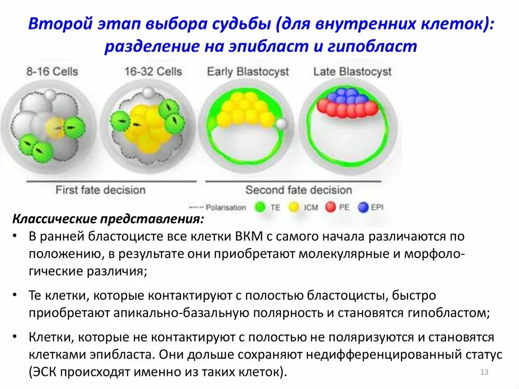 Дифференцированы по строению