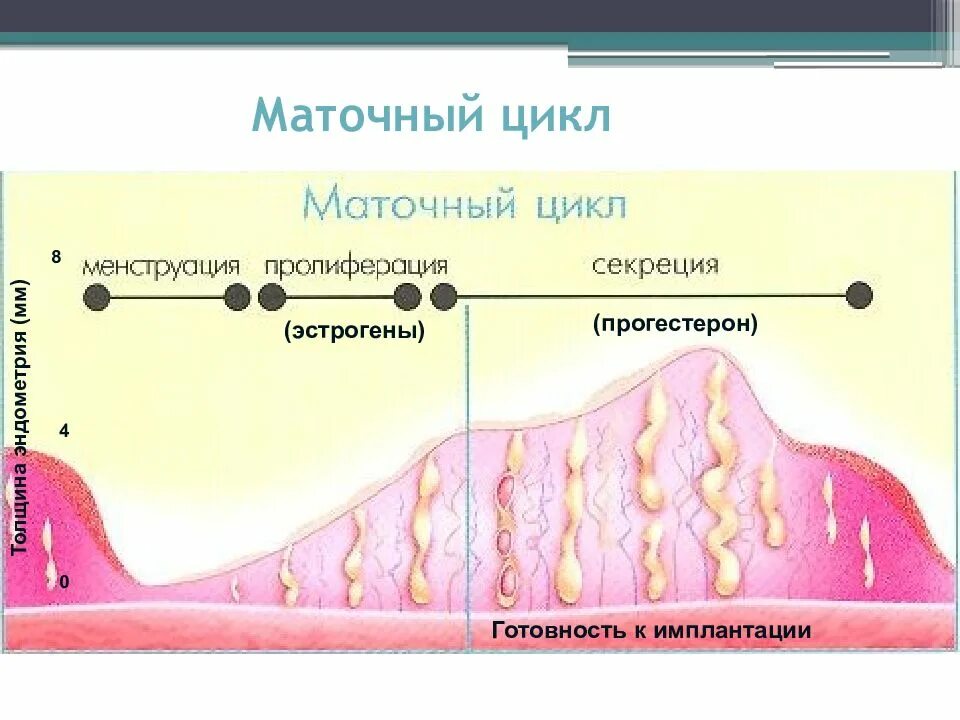 Эндометрия не соответствует циклу. Маточный цикл фазы схема. Фазы маточного менструального цикла. Фазы маточного менструационного цикла. Маточный цикл 4 фазы схема.