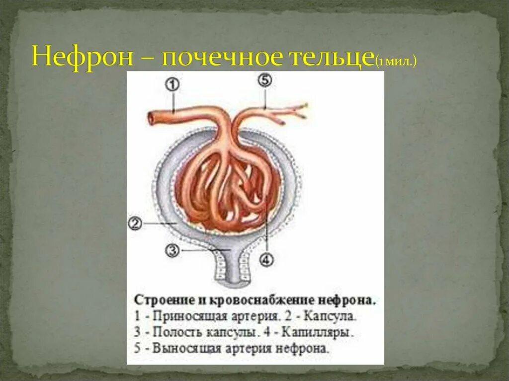 Какая кровь в капиллярном клубочке нефрона. Почечное тельце нефрона. Строение и кровоснабжение нефрона. Схема строения и кровоснабжения нефрона. Строение почечного тельца нефрона.