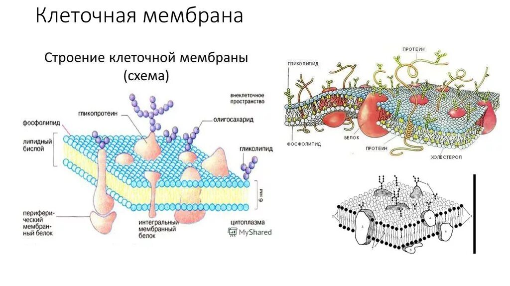 строение клеточной мембраны. структурный компонент мембраны. структурные компоненты мембраны функции. структурные компоненты мембраны клетки. строение плазматической мембраны фосфолипиды.