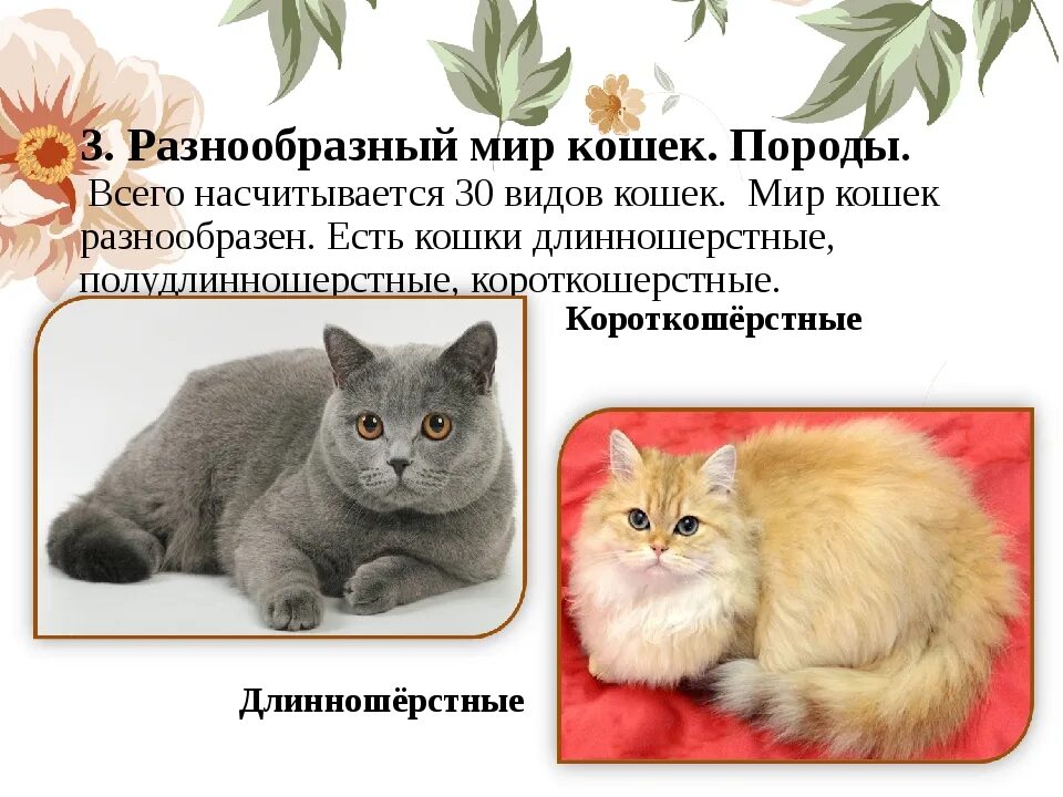 Породы кошек количество. Британская короткошерстная и длинношерстная. Британская короткошёрстная кошка Продолжительность жизни. Британская короткошёрстная кошка список пород кошек. Британская порода Продолжительность жизни.