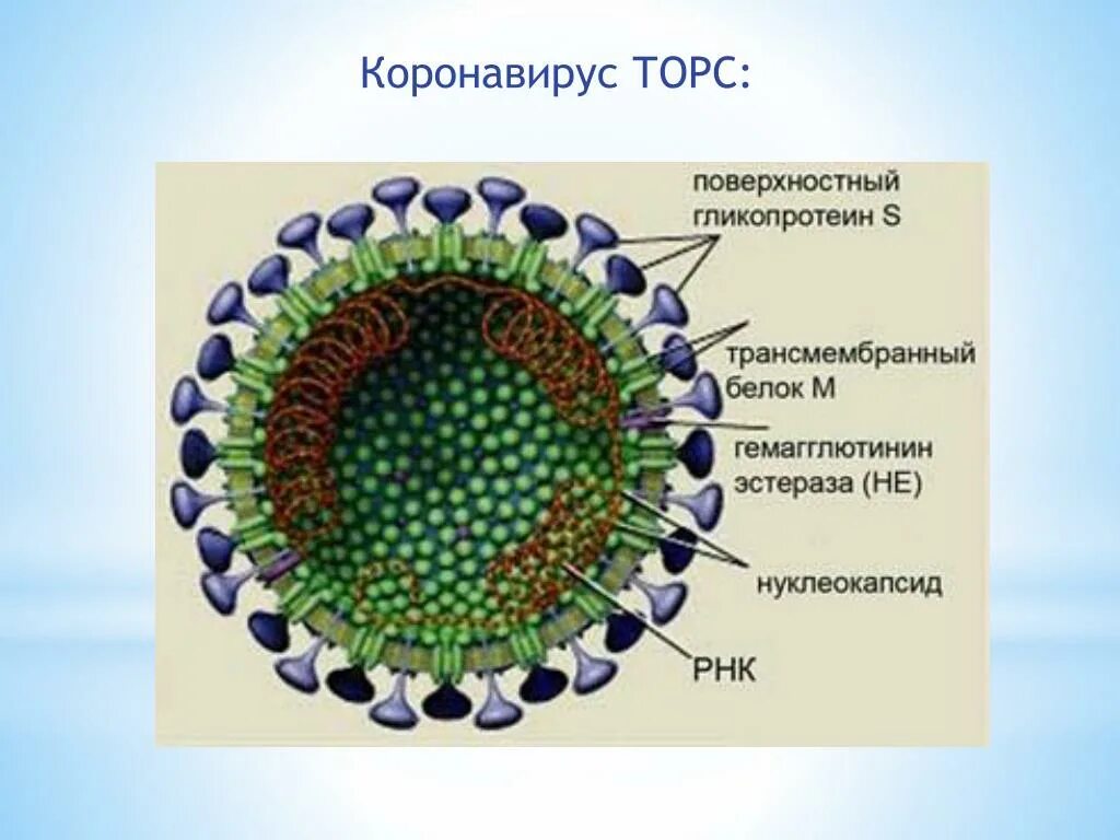 Коронавирус строение Covid 19. Коронавирус строение вируса. Структура вируса SARS cov. Структура коронавируса.