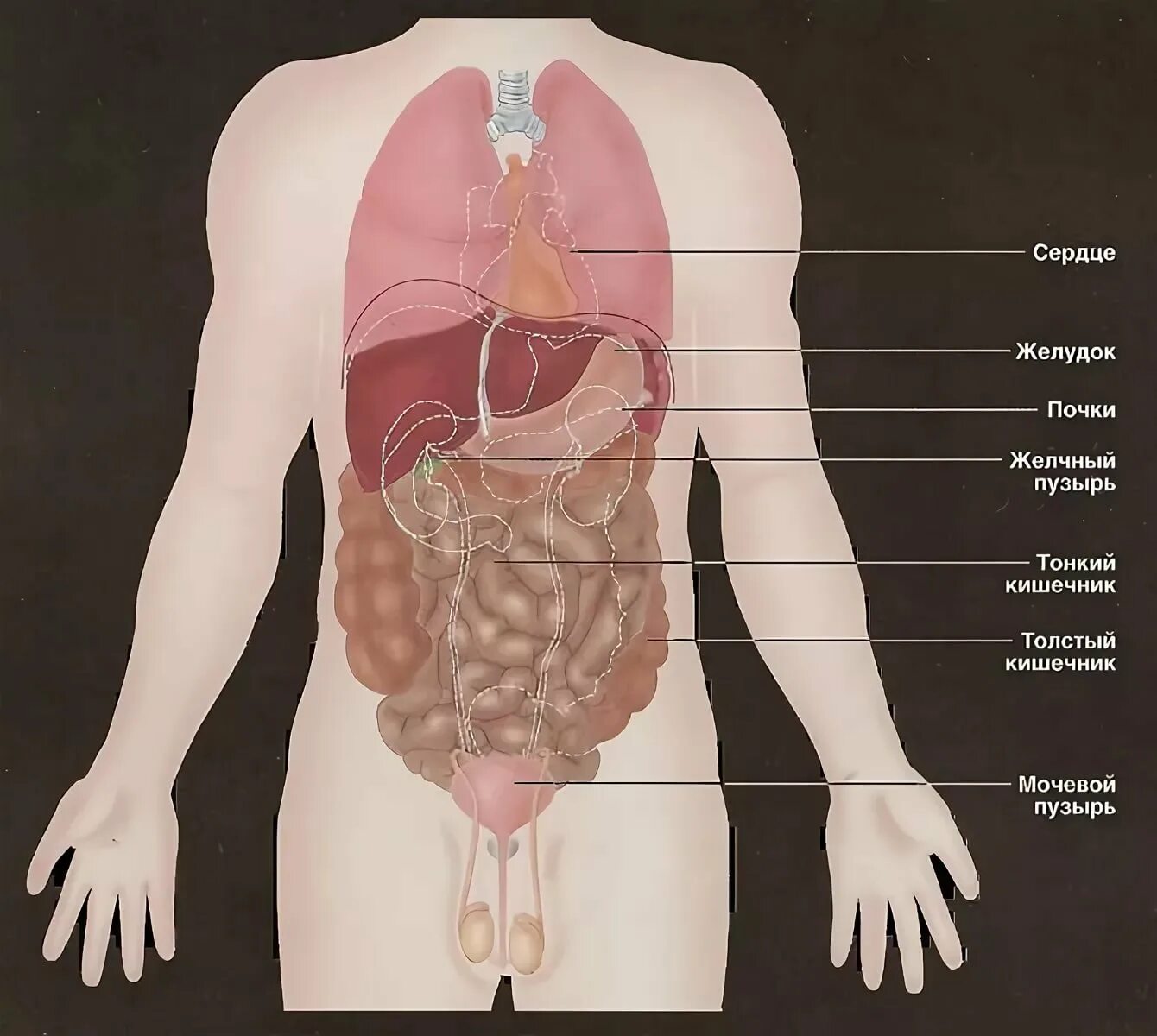 Печень почки легкие селезенка. Тонкая кишка и мочевой пузырь. Анатомия мочевой пузырь и кишечник расположение. Строение органов человека. Человеческие органы расположение.