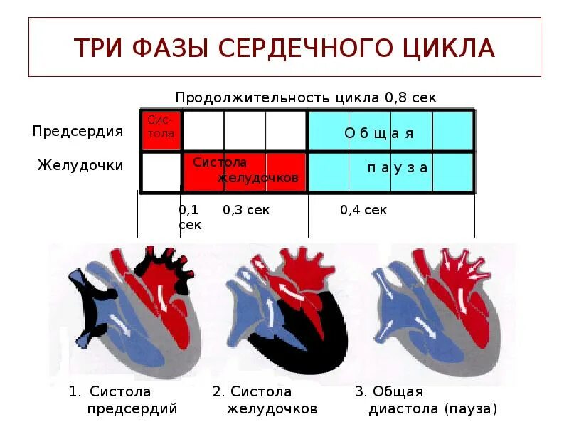 Во время систолы предсердий полулунные клапаны открыты. Цикл сердечной деятельности схема. Цикл сердечных сокращений таблица. Фазы сердечных сокращений рисунок. Схема систолы и диастолы сердца.