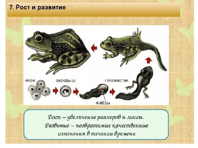 Рост и развитие животных 6. Развитие животных. Прост и равзитие животных. Этапы развития животных. Развитие живых организмов.