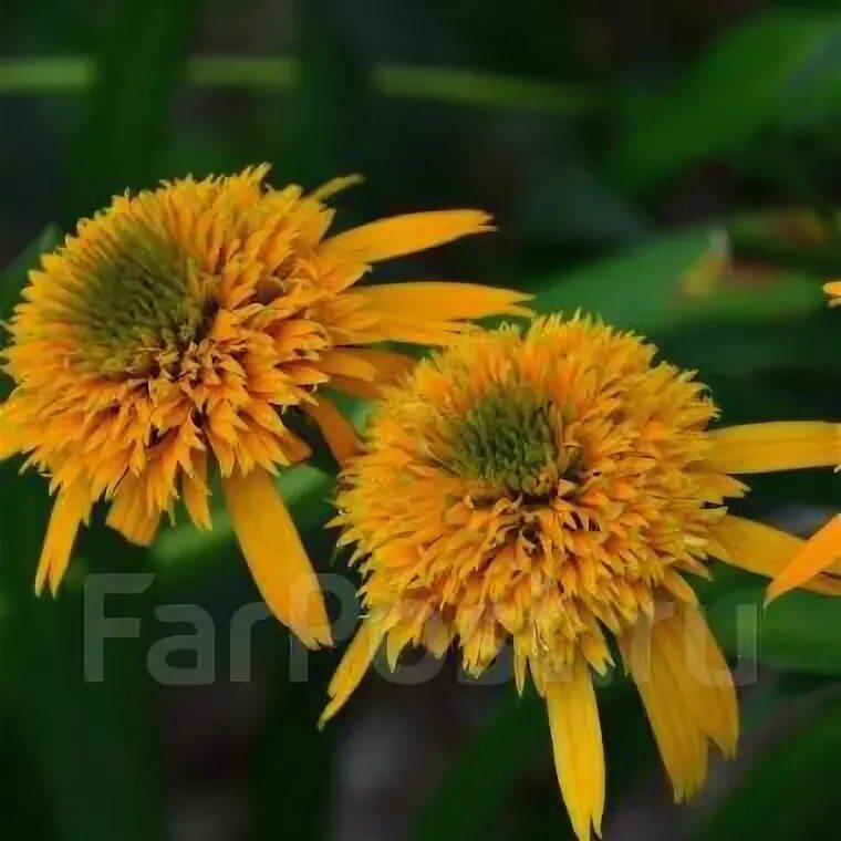 Pink perfect creme erborian. Прокладки секрет дей. Эхинацея секрет глоу. Эхинацея желтая махровая. Secret glow.