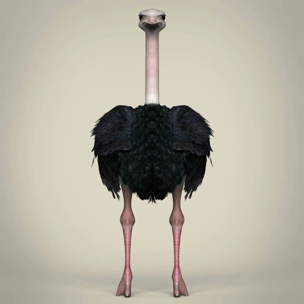 Страус за забором. Страусы кусаются. Летели три страуса. Осталось 3 страуса. Материал про страуса.