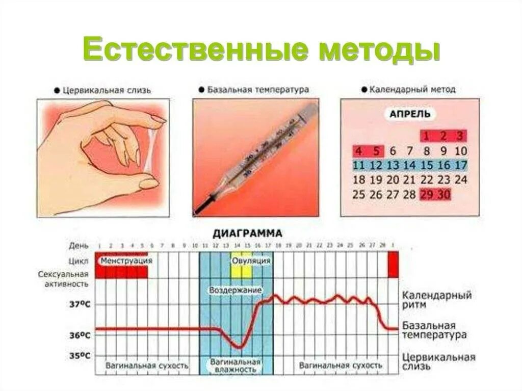 Возможно ли забеременеть во время