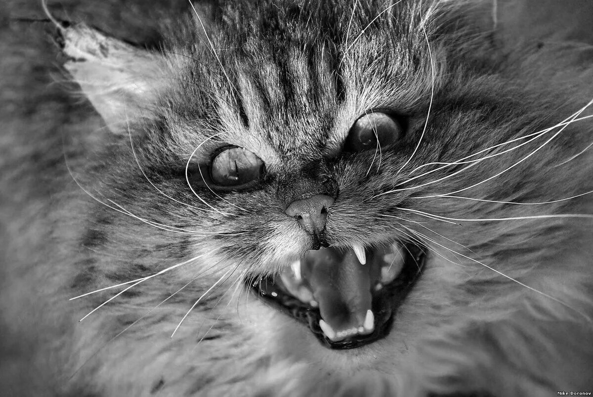 Злобный кот. Злой кот. Злая кошка. Бешеный кот. Кот со злой мордой.