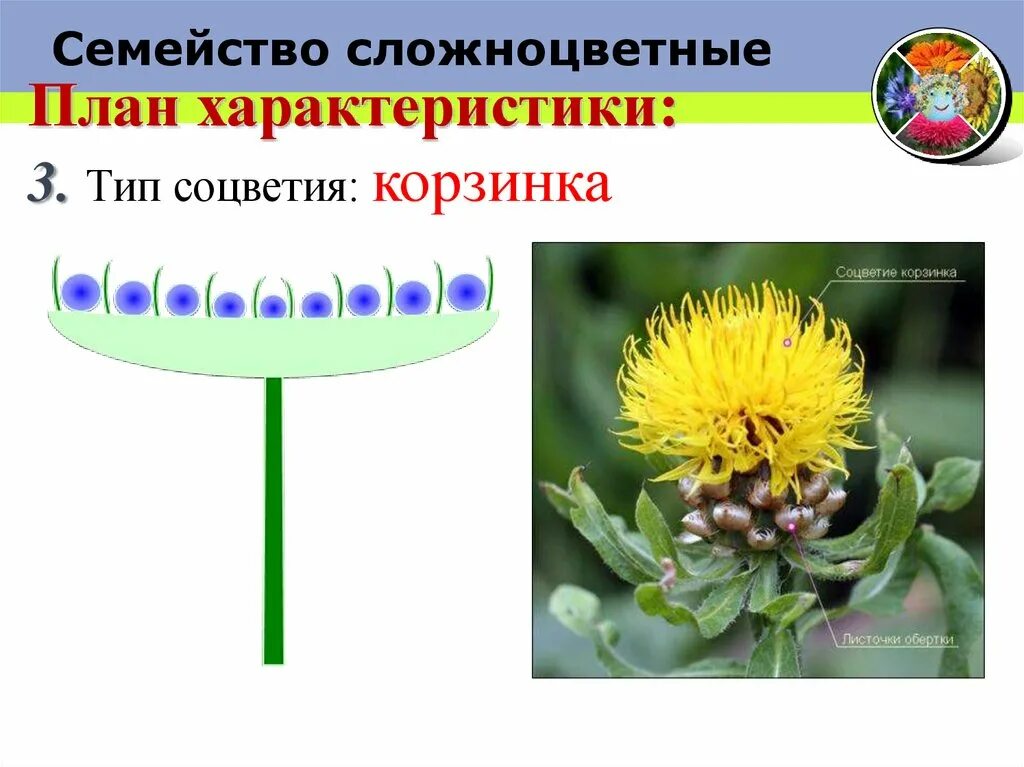 Семейство Сложноцветные соцветие. Семейство Астровые соцветие. Соцветие сложноцветных растений. Семейство Сложноцветные Астровые соцветие. Формула цветка растений семейства сложноцветные