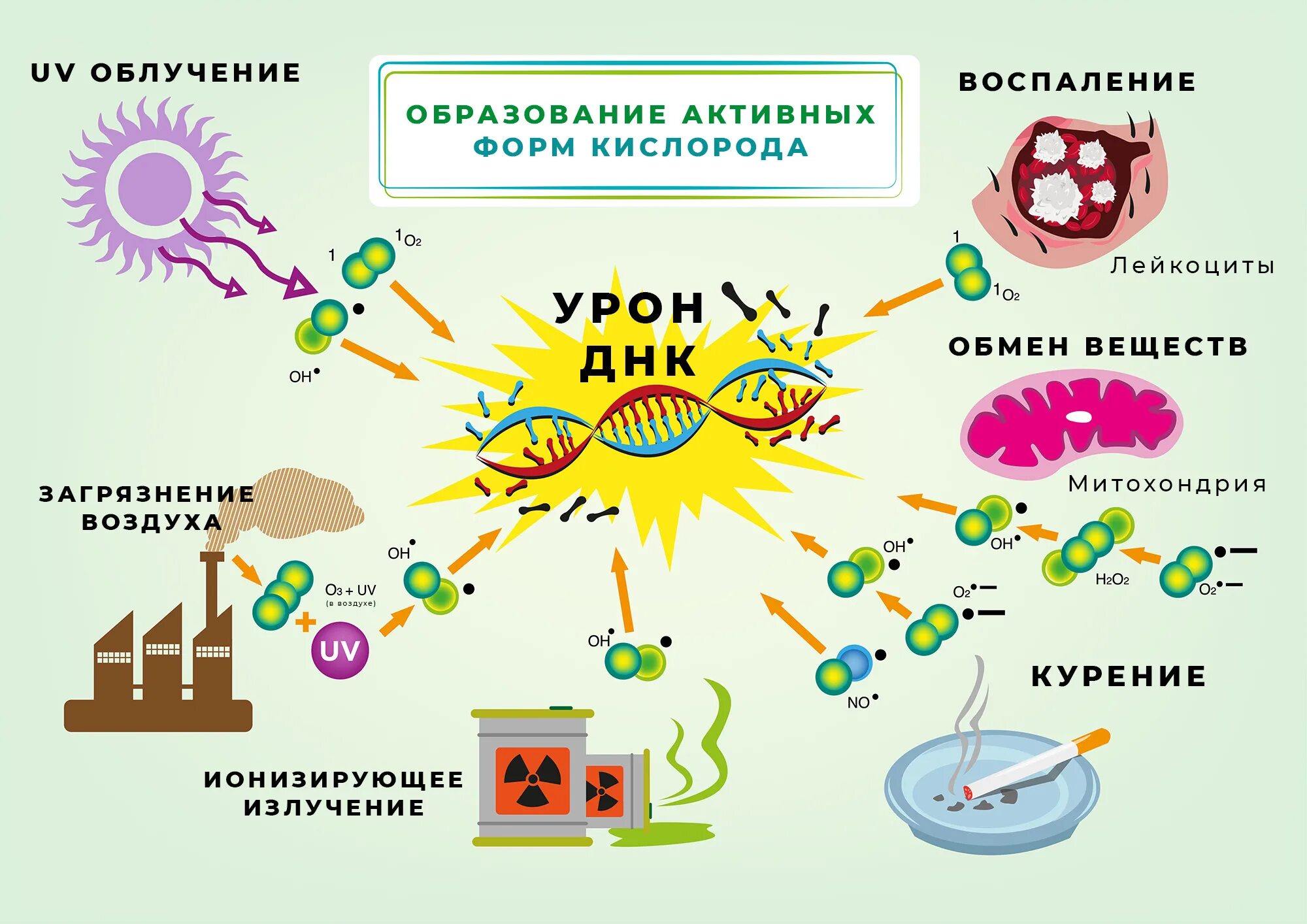 Окислительный стресс организма