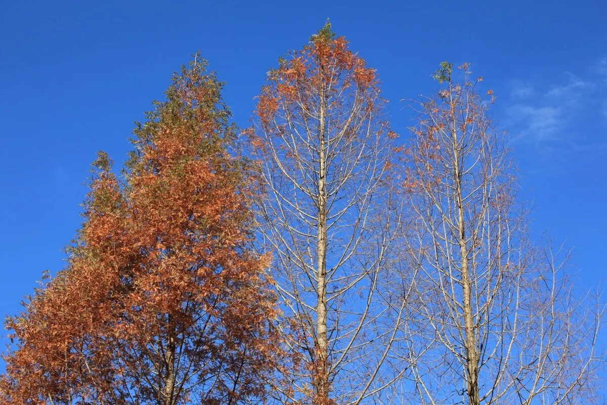 Береза выше ели. Береза высокая. Лиственница фото дерева осенью. Береза осенью зимой. Полярные березы осенью.