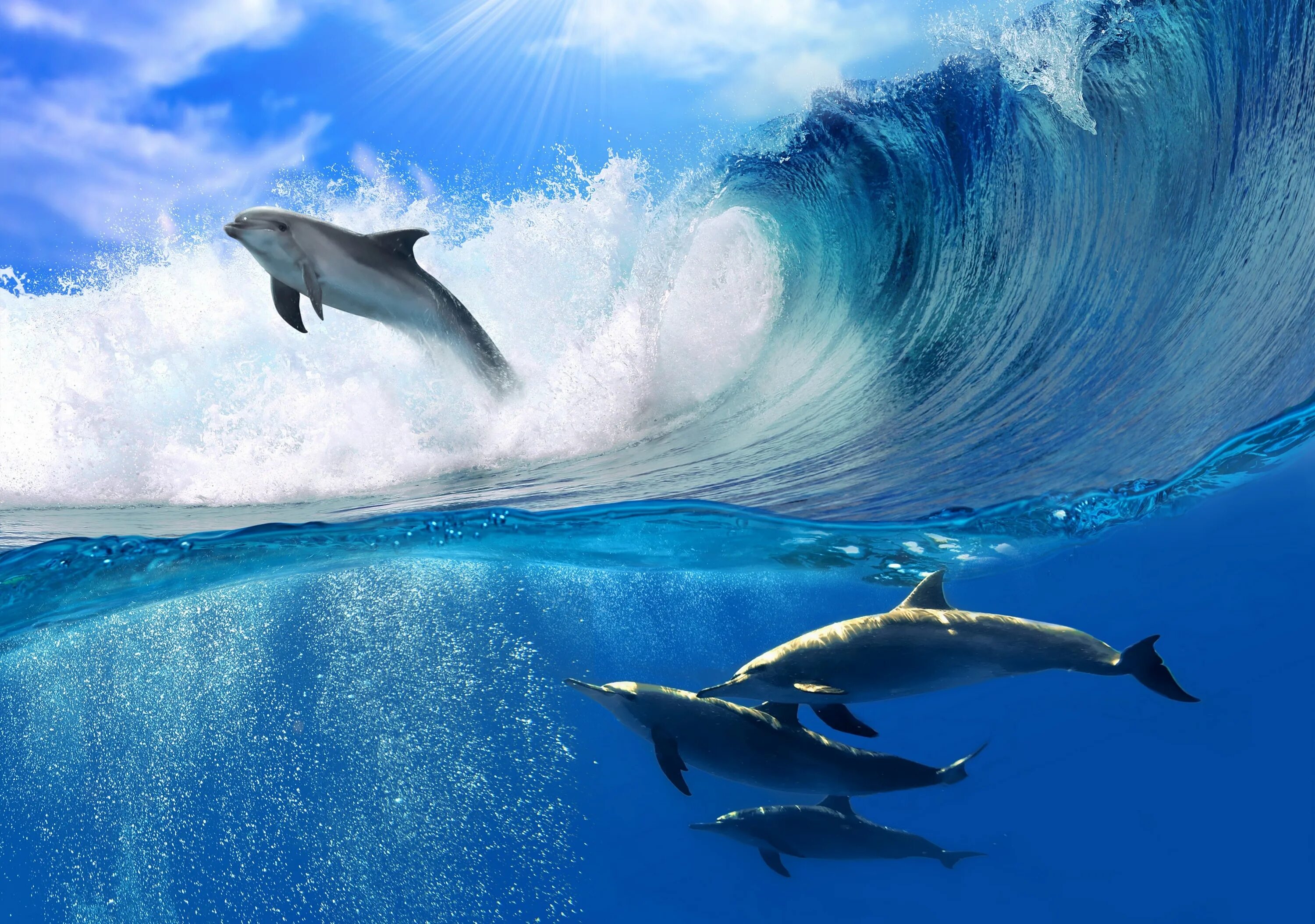 Живые обои волны. Красивое море. Дельфины в море. Морские картинки на рабочий стол. Дельфин в море.