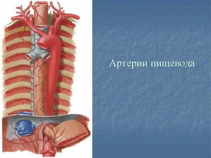 Артерии пищевода анатомия. Экстраорганная артерия пищевода.