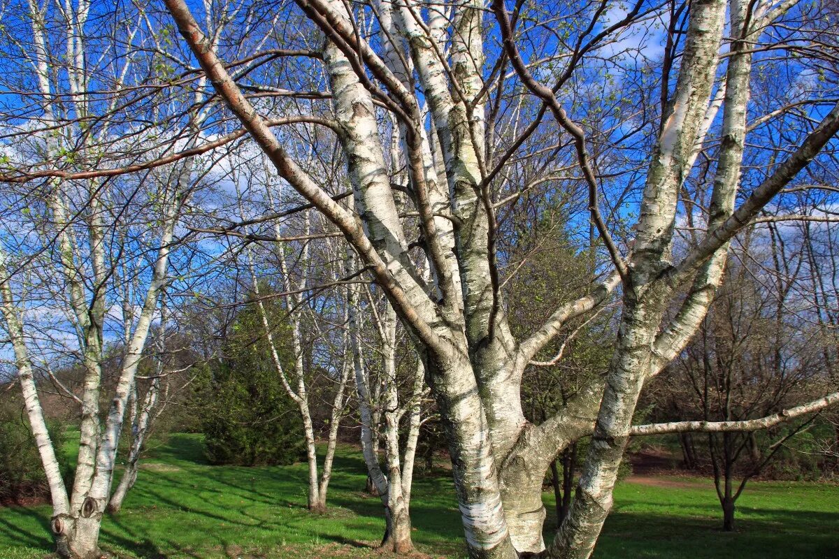 Береза национальное дерево. Betula populifolia. Betula mulstitem. Весенняя береза. Береза ранней весной.