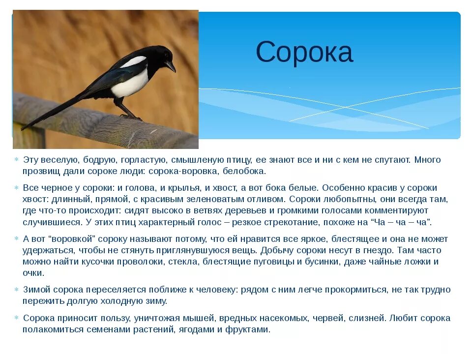 Описание птиц 2 класс