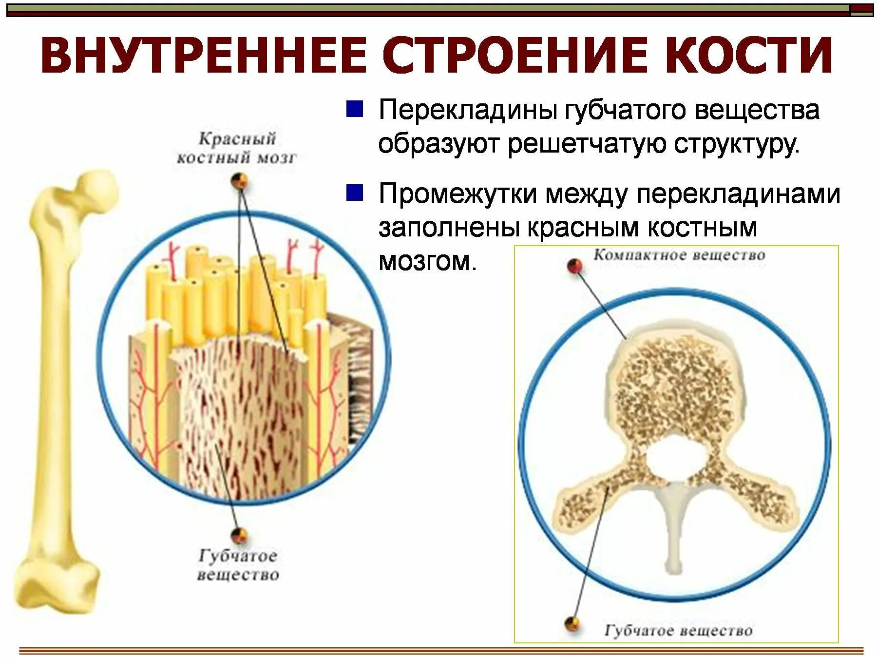 Губчатые кости образуют