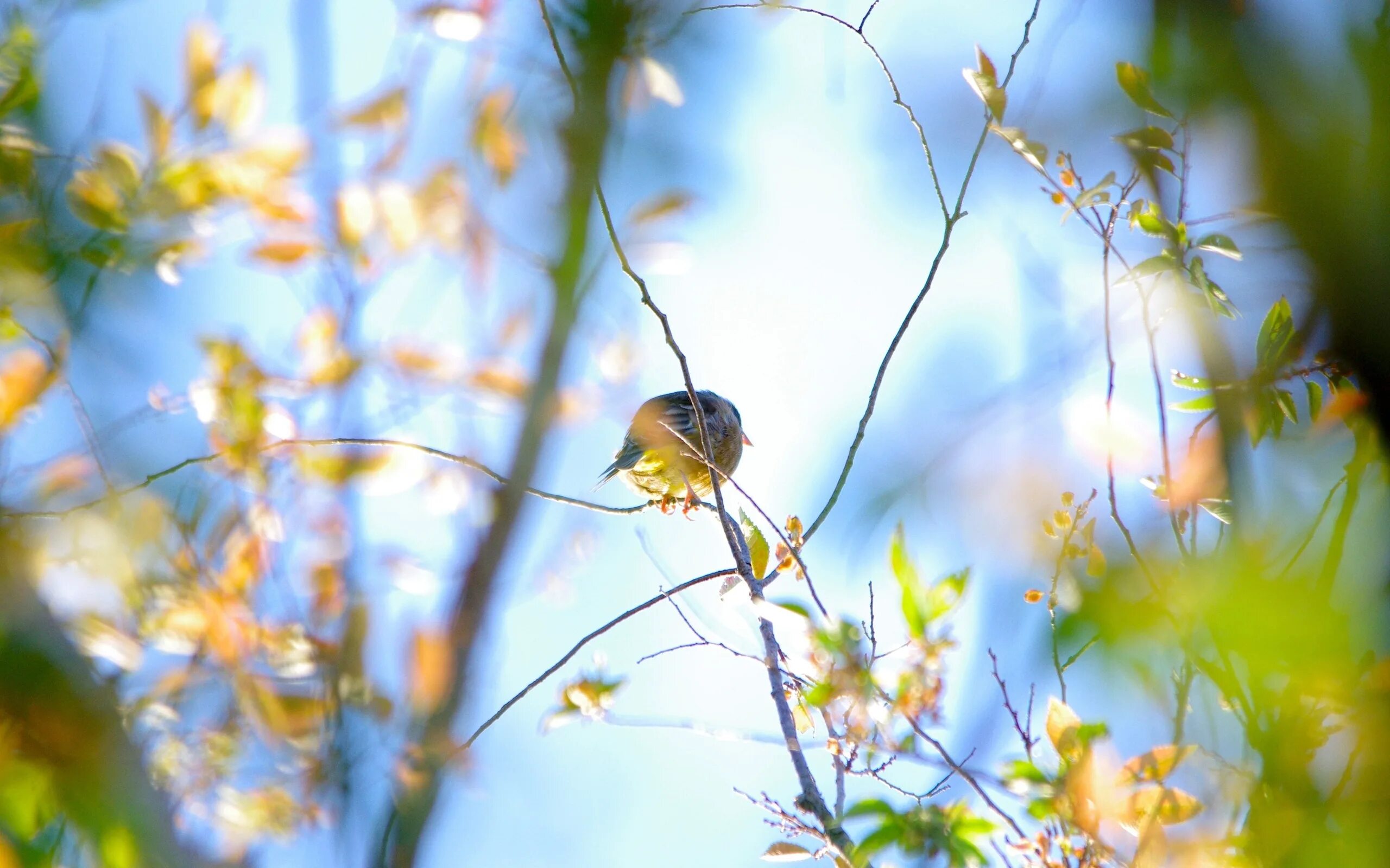 птицы весной. птицы поют. природа весной. птицы щебечут. в кустах в траве повсюду запели птицы.
