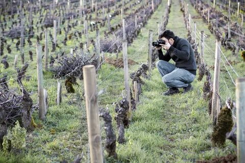 File:Photographe viticole dans les vignes du vignoble de Beaune, Bourgogne.jpg -