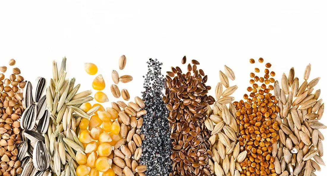 Зерновые продукты. Семена растений. Зерновые и зернобобовые культуры. Зерновые растения.
