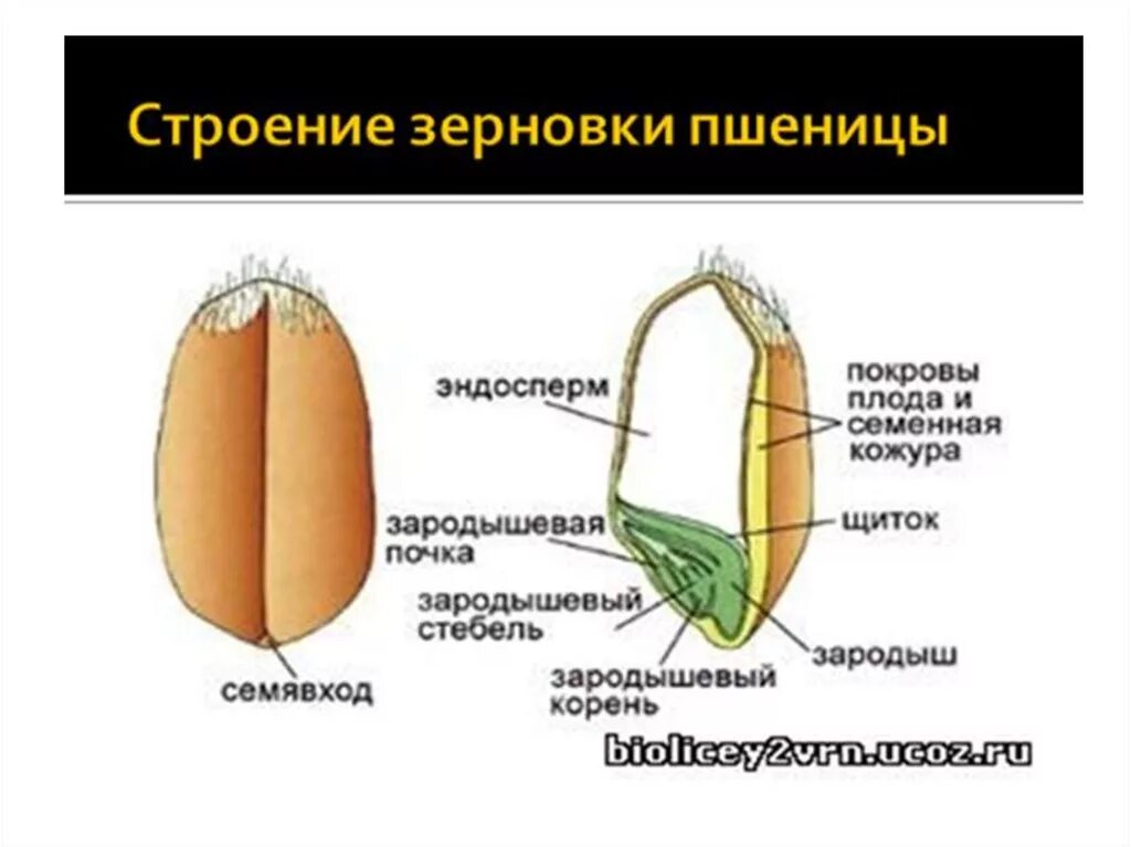 Кожура семян 6. Плод Зерновка строение. Строение плода зерновки пшеницы. Строение семян однодольных растений Зерновка пшеницы. Строение семени зерновки пшеницы.