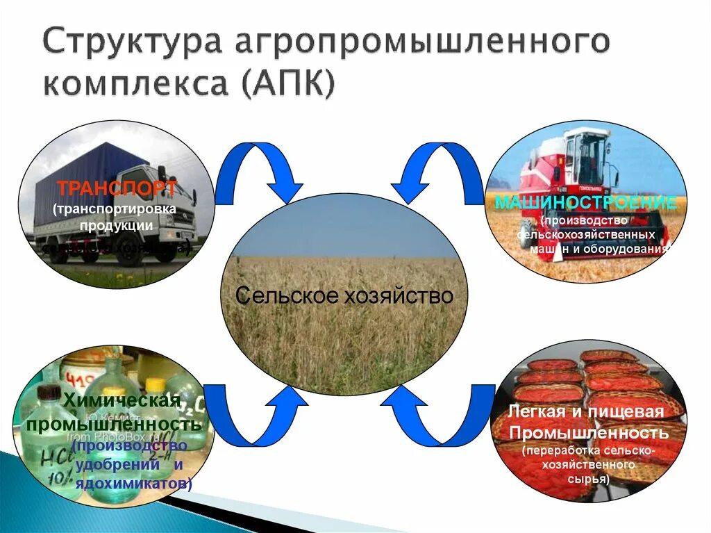 Схема агропромышленного комплекса России. Схема состав агропромышленного комплекса. 1.2 Структура агропромышленного комплекса АПК. Структура агропромышленного комплекса России. Размещения народного хозяйства