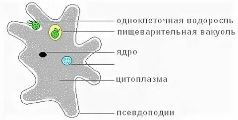 Образование пищеварительных вакуолей лизосома или