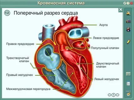 Огэ кровеносная система