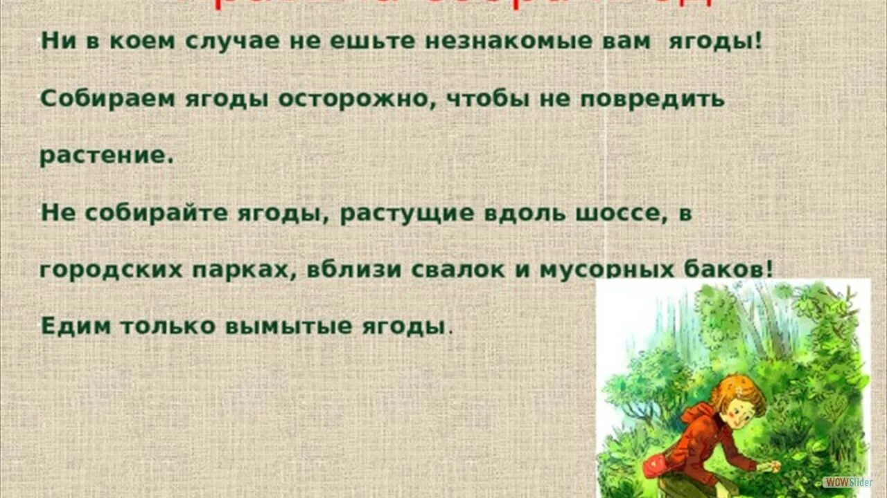 Не полностью собран. Правила сбора грибов ягод и растений. Правила сбора ягод. Правила сбора грибов и ягод в лесу. Правила Сьора гриба для детей.