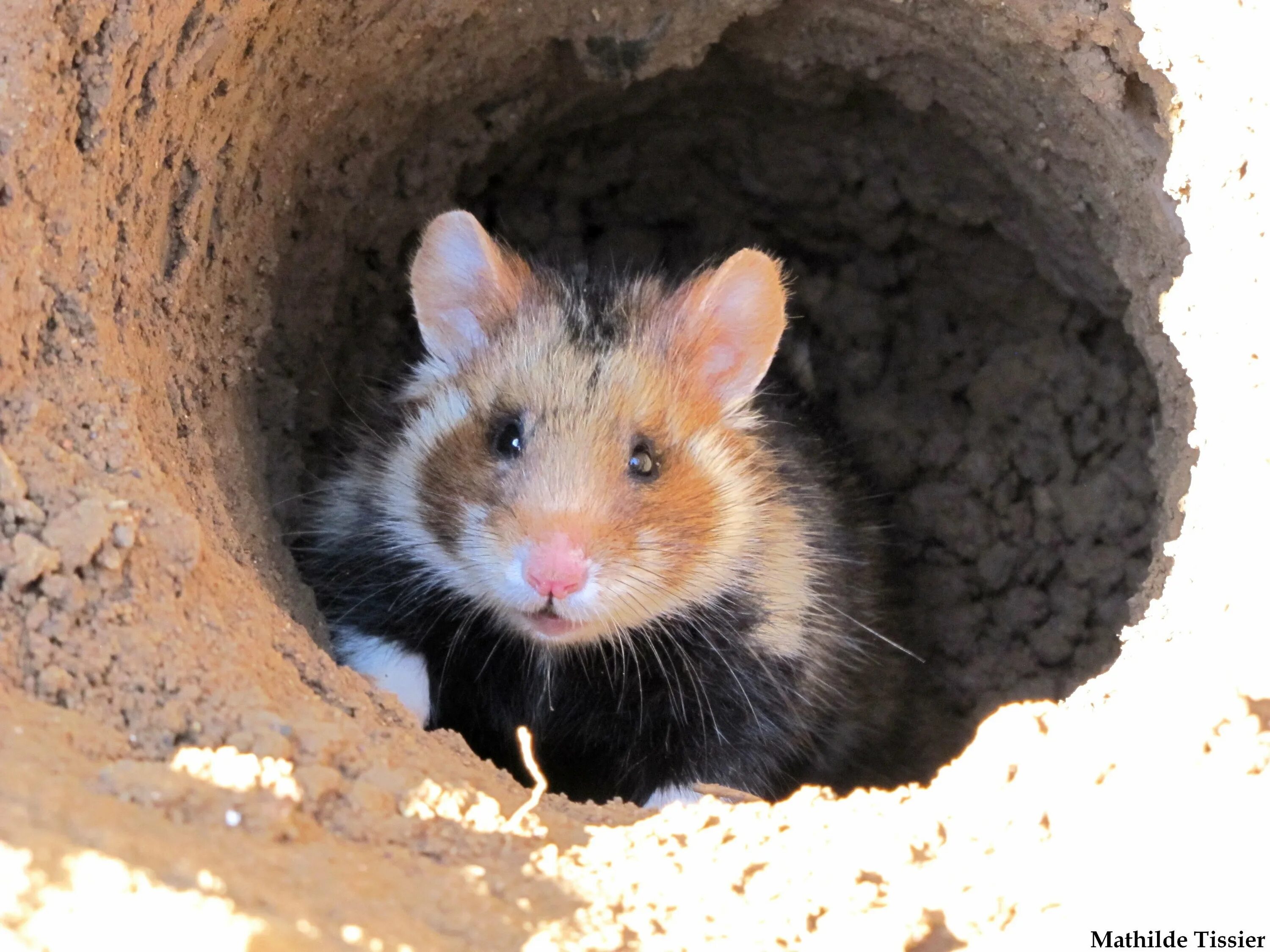 Обитания хомяков. Обыкновенный хомяк Cricetus Cricetus. Степной хомяк карбыш. Хомячок карбыш. Дикий Лесной хомяк карбыш.