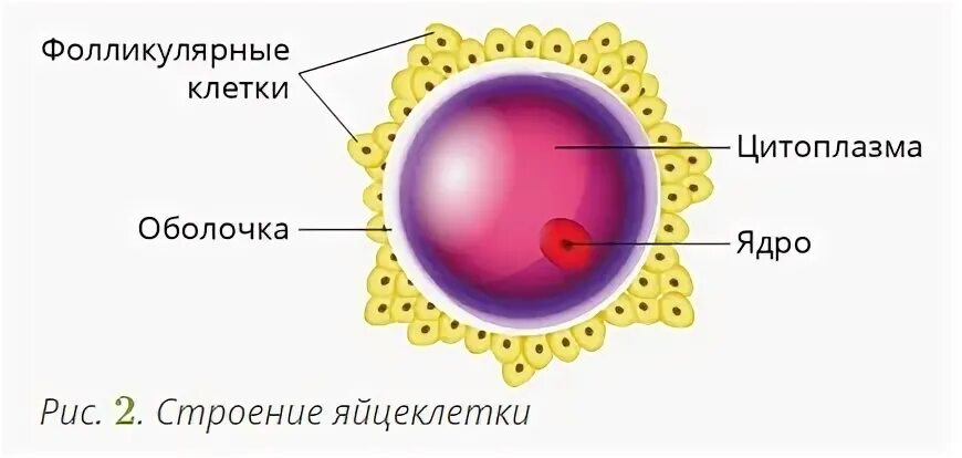 Развитие половых клеток оплодотворение 11 класс