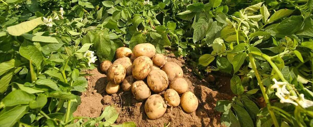 Как растет картошка. Овощное предприятия по выращиванию картофеля. Плоды картофеля после цветения. Картофель растет с ботвой.