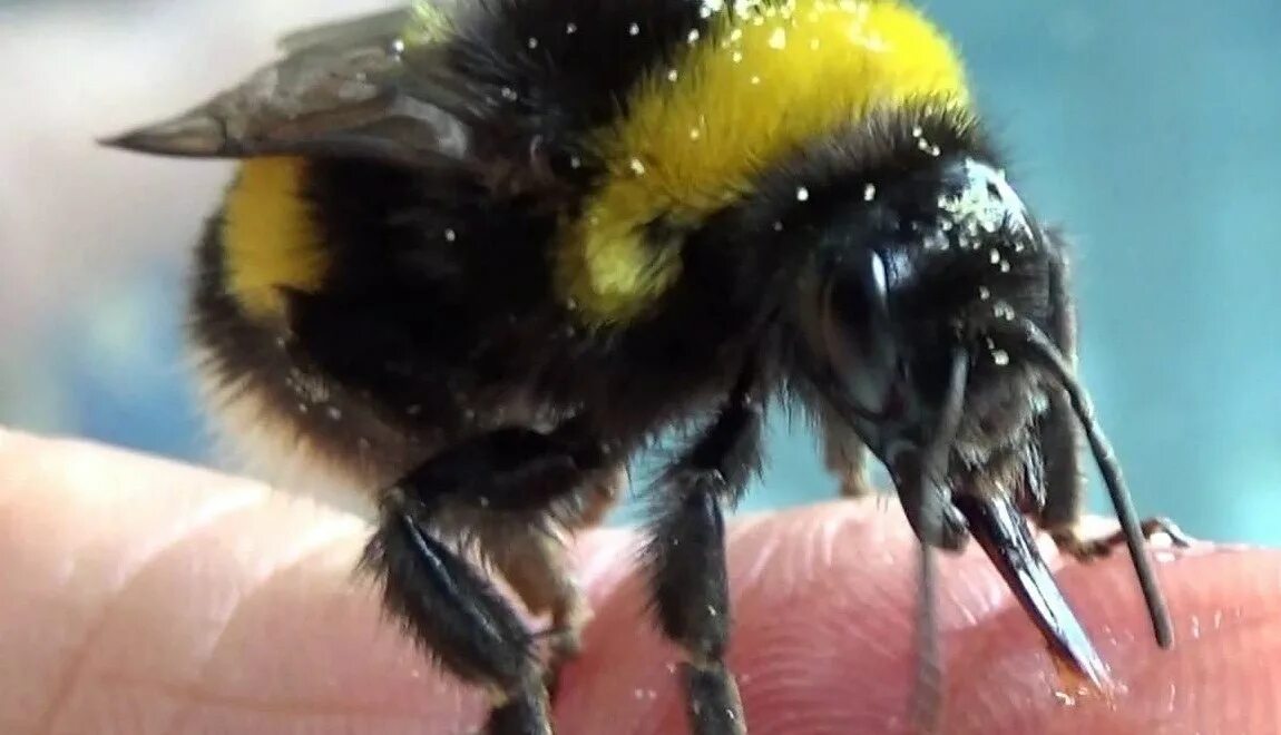 Укус шмеля Bombus terrestris. Шмель пчела Оса Шершень укусы.