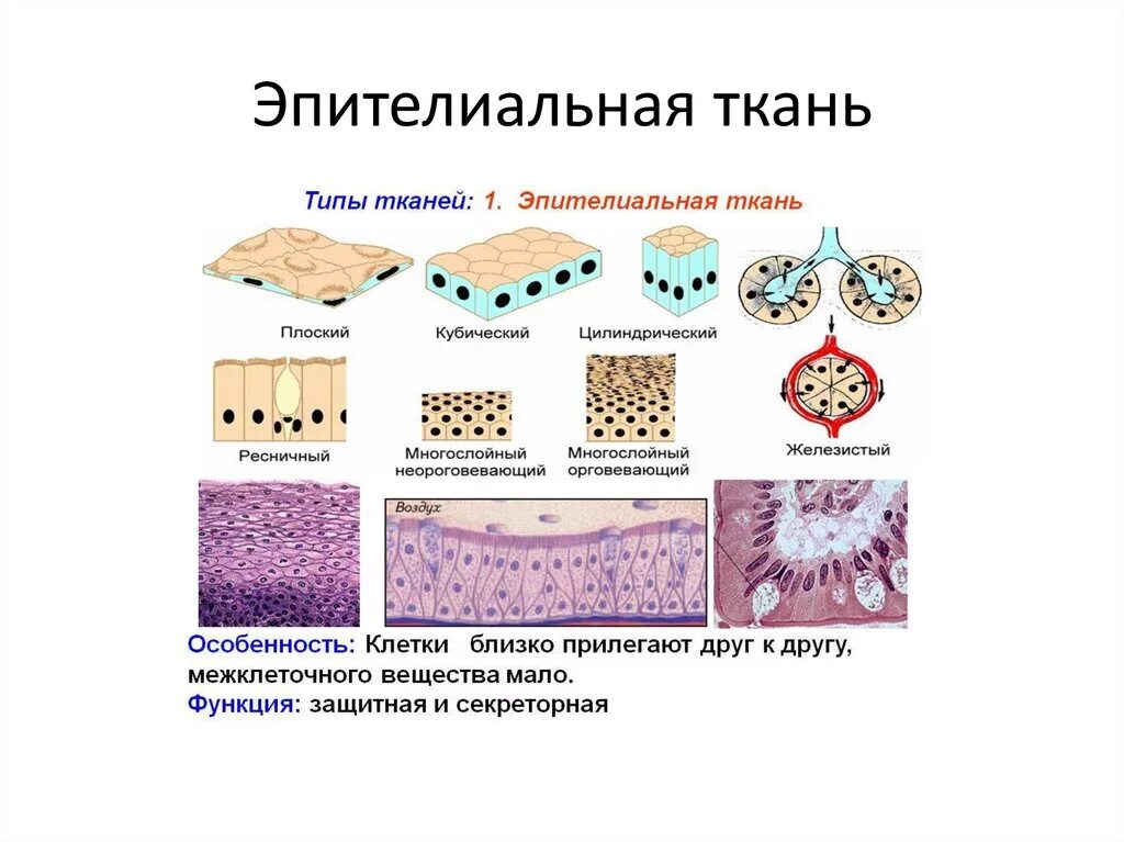 Какие функции выполняет эпителий. Многослойный плоский эпителий Тип ткани. Эпителиальная ткань железистый эпителий строение. Цилиндрический эпителий и многослойный плоский эпителий. Однослойный цилиндрический железистый эпителий рисунок.