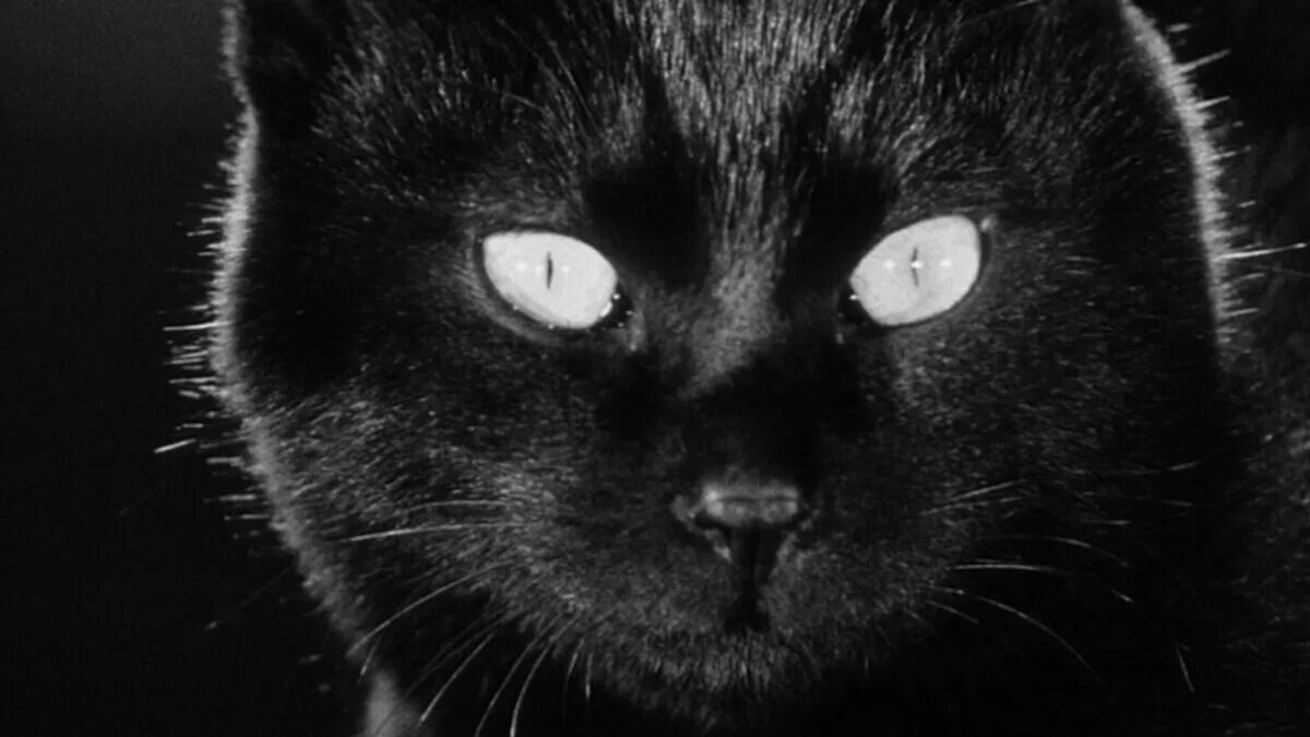 Чёрный кот в зарослях. Тайны черной кошки