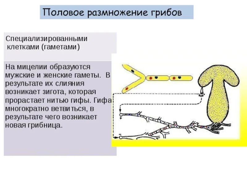 Половое размножение грибов. Размножение грибов. Половое размножение гриба. Половое размножение грибов схема.