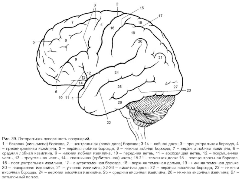 Борозды и извилины мозга человека. Сильвиева борозда головного мозга. Анатомия коры головного мозга доли борозды извилины. Строение головного мозга доли борозды извилины. Латеральная поверхность коры больших полушарий.