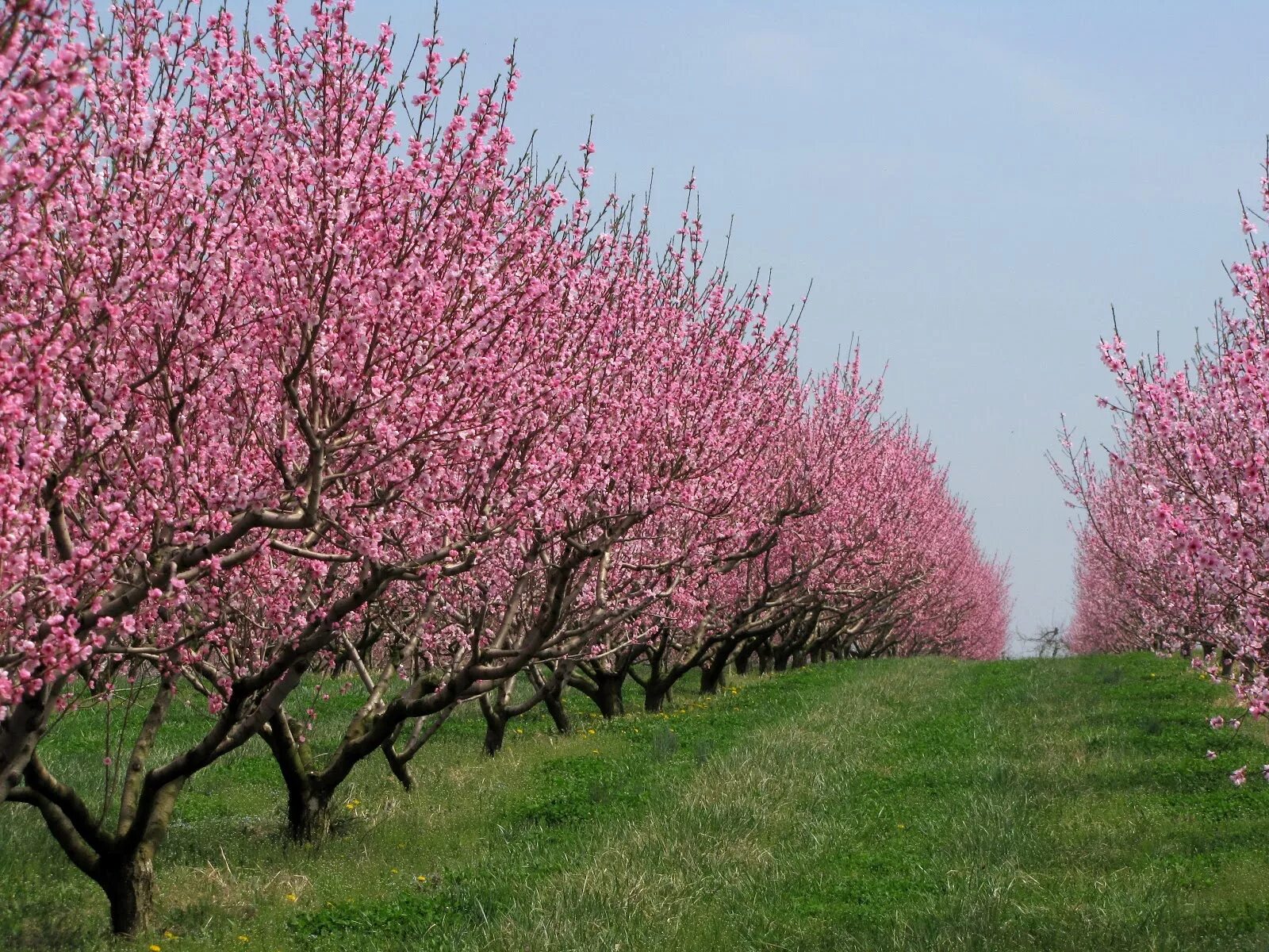 Как цветет персиковое дерево. Прунус блоссом. Прунус персик. Персик / Prunus persica. Прунус блоссом розовый.