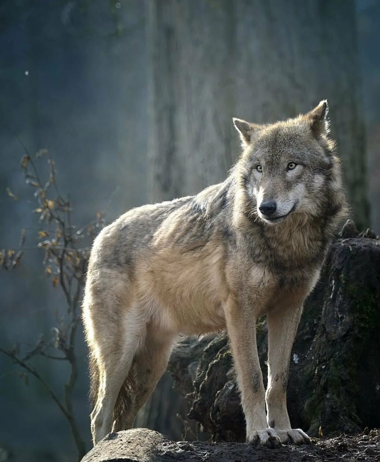 Волки Аляски. Бурый волк. Одинокий волк. Волк одиночка. Beautiful wolves