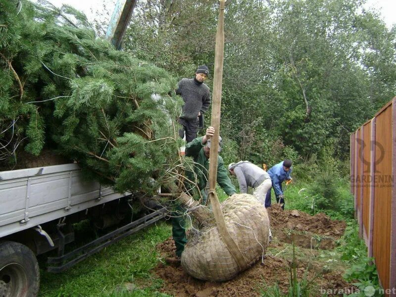 Посадка крупномеров сосны. Деревья крупномеры посадка. Саженцы деревьев крупномеров. Перневозка крупномерных деревья.