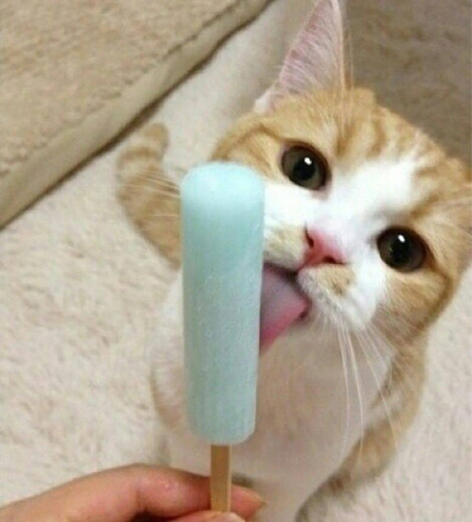 Котик с мороженым. Кот ест мороженое. Леденец котик. Котик облизывает мороженое. Коты мороженщик