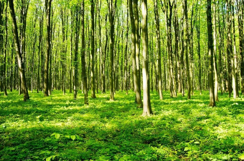 Trees few