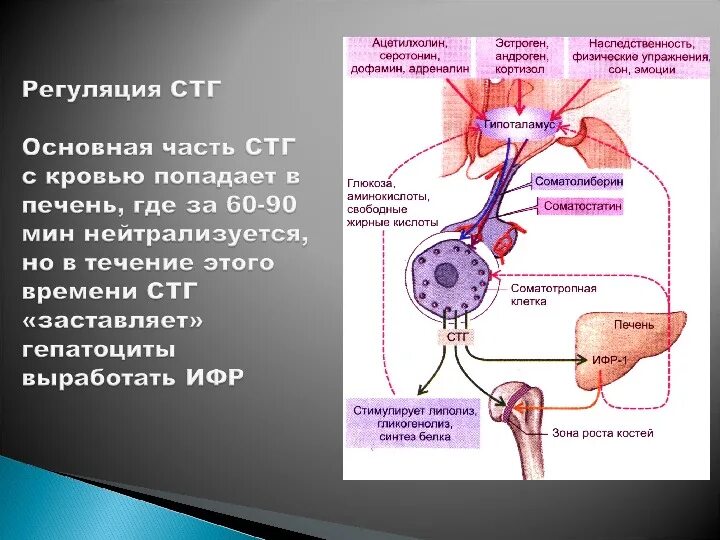 Синтез гормона роста. Регуляция секреции соматотропного гормона. Схема регуляции секреции гормона роста СТГ. Регуляция секреции СТГ. Соматотропный гормон СТГ норма.