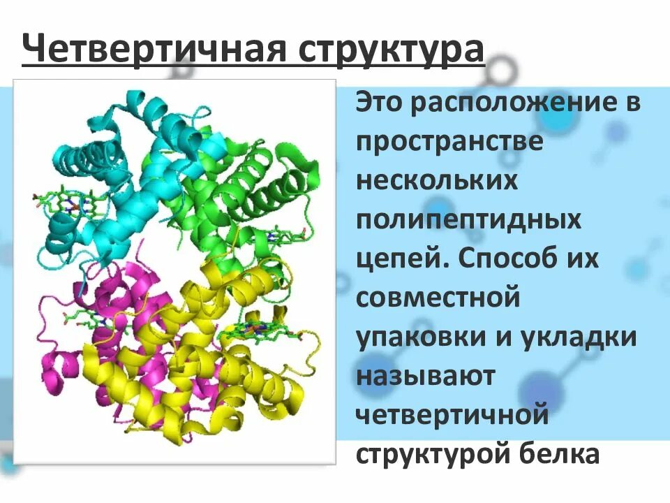 Несколько полипептидных цепей какая структура белка. Миозин белок структура четвертичная. четвертичная структура. структура белка в пространстве. белок из нескольких полипептидных цепей называется.