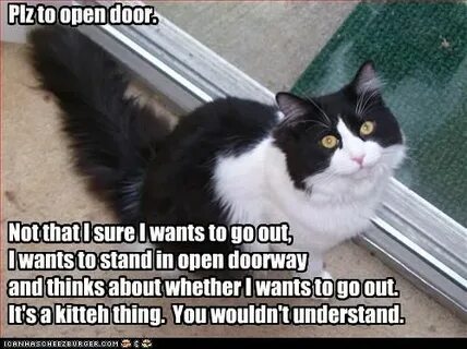 Kitty you can has cheezburger