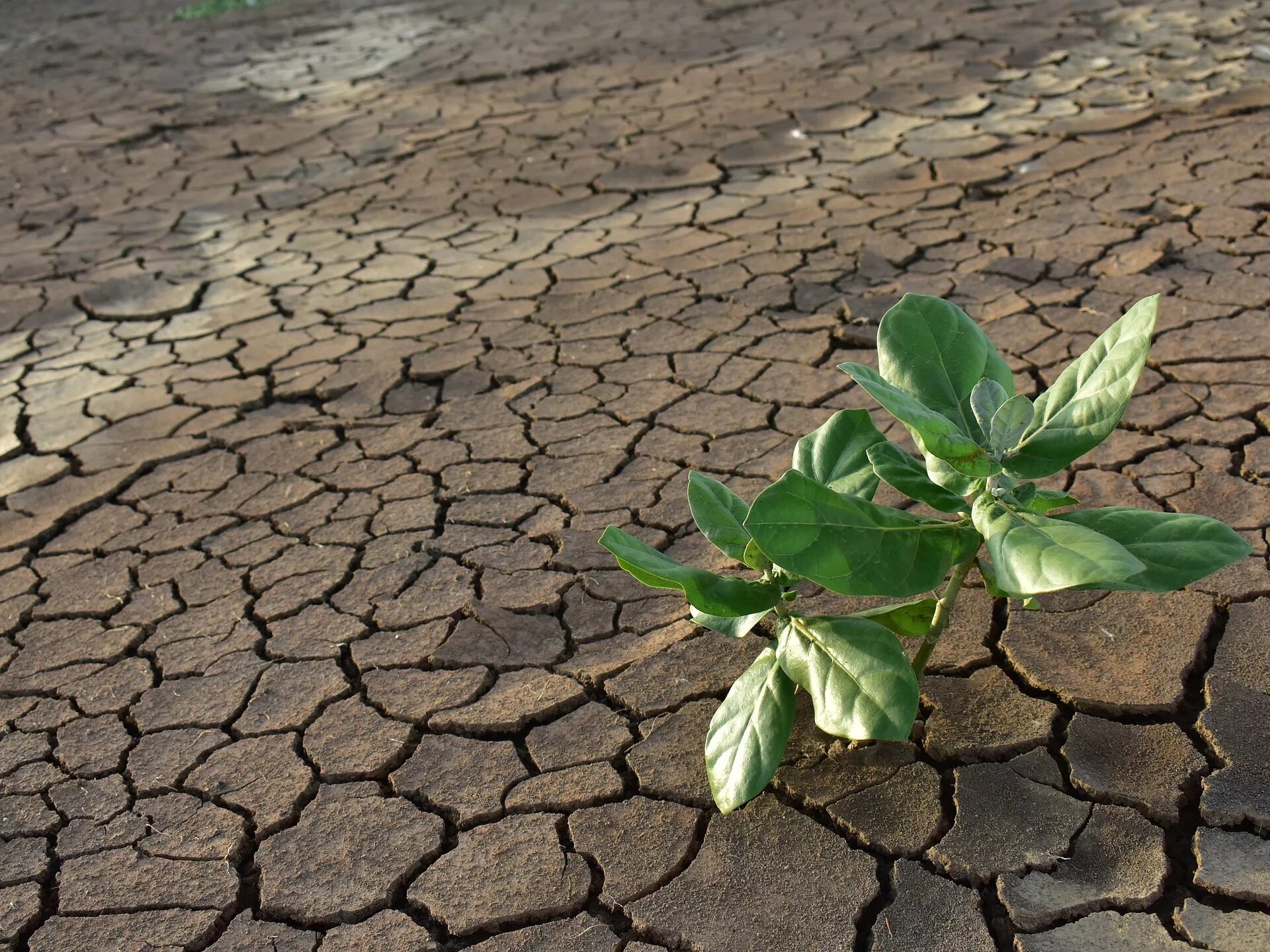 Засуха пиксабай. Засуха растений. Растения устойчивые к засухе. Сухая земля.