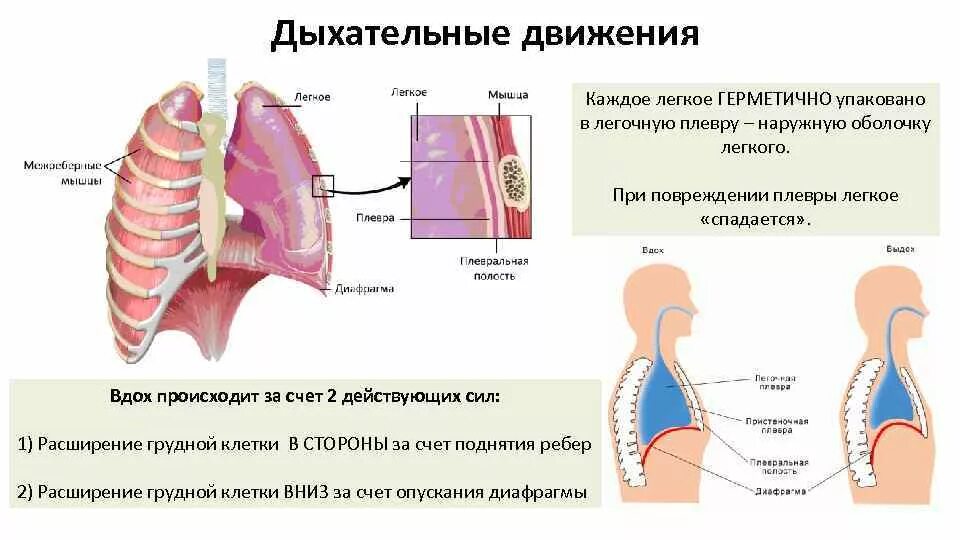 Опишите механизм дыхательных движений. Опишите механизм дыхательных движений
