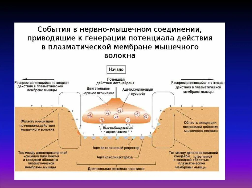Потенциал действия скелетной мышцы график. Потенциал действия гладкой мышцы. Потенциал действия скелетной мышцы. График потенциала действия скелетного мышечного волокна. Мышечный потенциал действия.